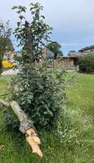 Foto: Sturmschaden Baum 